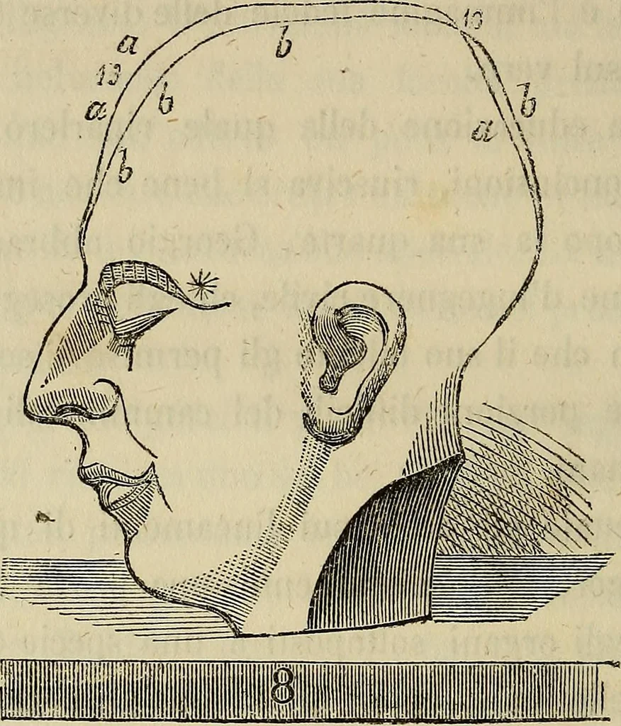 An illustration from L'arte de conoscere gli uomini : il piccolo Lavater e Dottor Gall, 1865, leaf 281