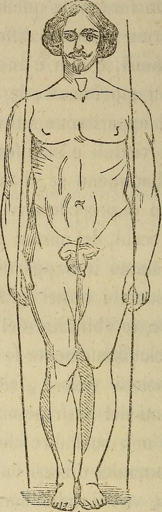 An illustration from L'arte de conoscere gli uomini : il piccolo Lavater e Dottor Gall, 1865, leaf 301