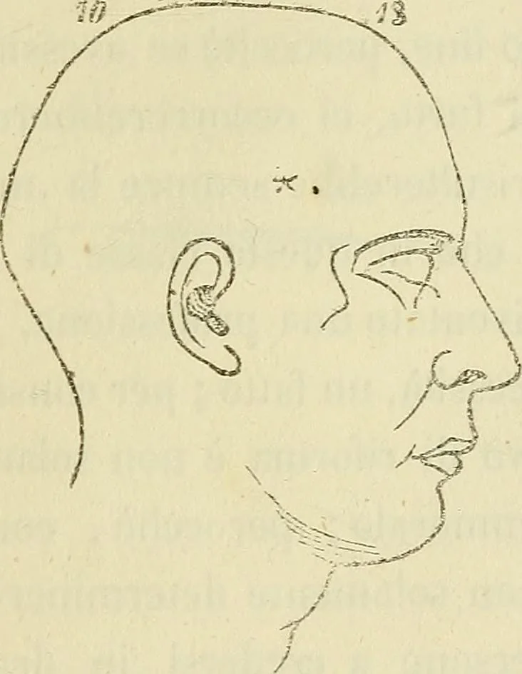 An illustration from L'arte de conoscere gli uomini : il piccolo Lavater e Dottor Gall, 1865, leaf 350