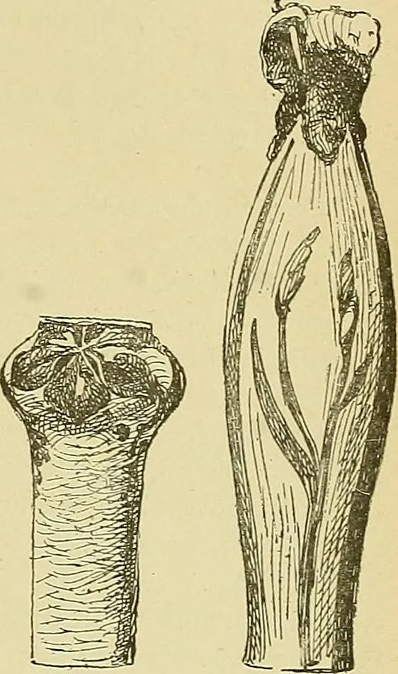 An illustration from L'arte nell'industria : lavori di legno e pastiglia, lavori di metallo, lavori di pietra, marmo, alabastro, ceramica, musaico, vetro, lavori di osso e avorio, lavori tessili, carte da parati e cuoi decorati, ricami, pizzi, cartelloni, stampe, ecc., 1907, leaf 560
