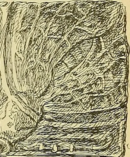 An illustration from L'arte nell'industria : lavori di legno e pastiglia, lavori di metallo, lavori di pietra, marmo, alabastro, ceramica, musaico, vetro, lavori di osso e avorio, lavori tessili, carte da parati e cuoi decorati, ricami, pizzi, cartelloni, stampe, ecc., 1907, leaf 562