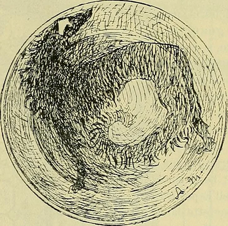 An illustration from L'arte nell'industria : lavori di legno e pastiglia, lavori di metallo, lavori di pietra, marmo, alabastro, ceramica, musaico, vetro, lavori di osso e avorio, lavori tessili, carte da parati e cuoi decorati, ricami, pizzi, cartelloni, stampe, ecc., 1907, leaf 624