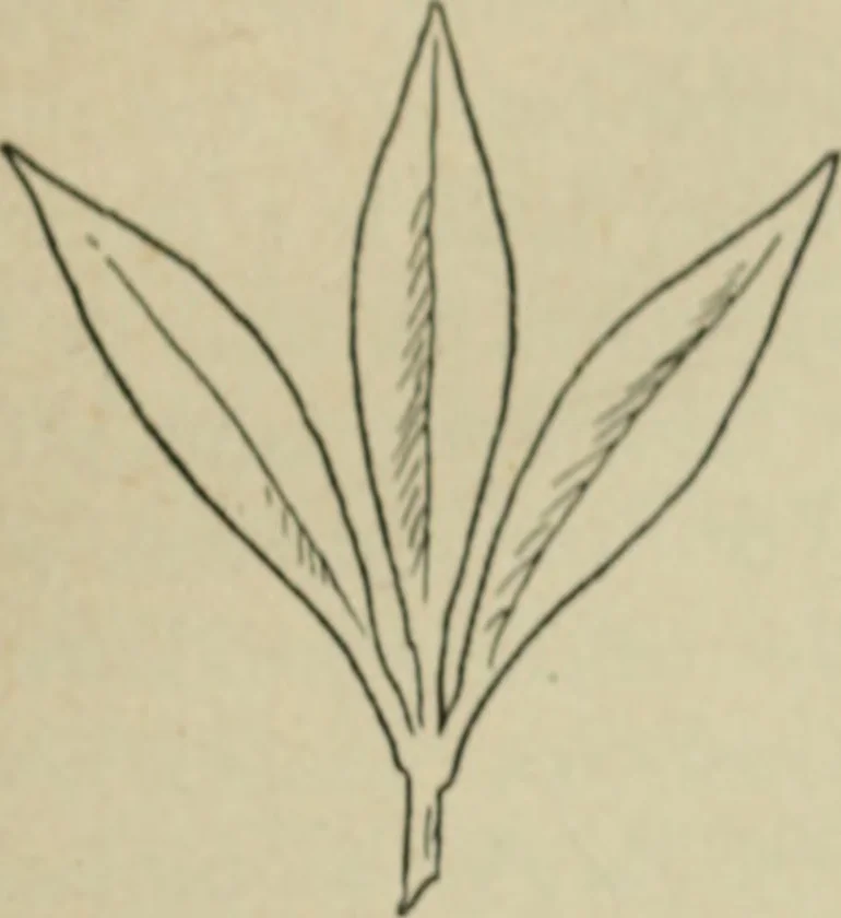 An illustration from L'Art ornamental, 1916, leaf 14