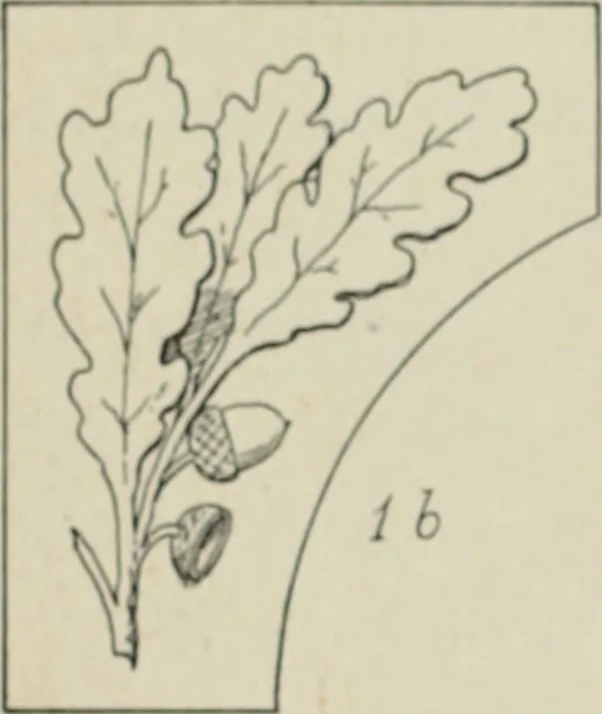 An illustration from L'Art ornamental, 1916, leaf 21
