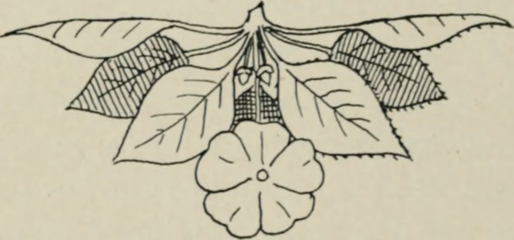 An illustration from L'Art ornamental, 1916, leaf 35