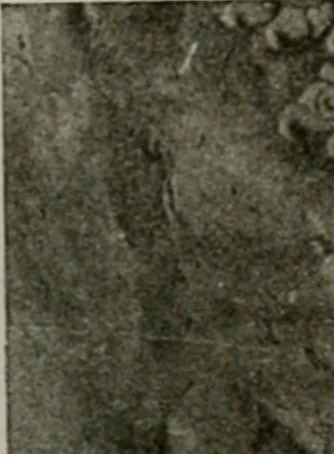 An illustration from La sculpture hindoue. Traduction de Paul Budry, 1922, leaf 252