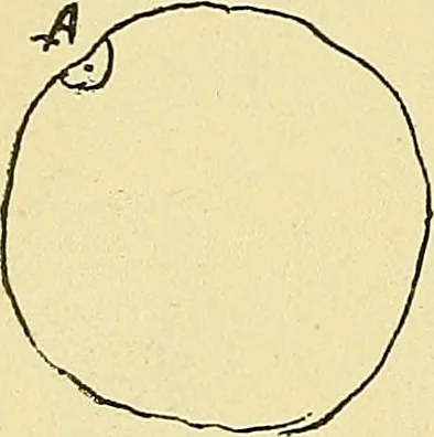 An illustration from La suggestibilité, 1900, leaf 327