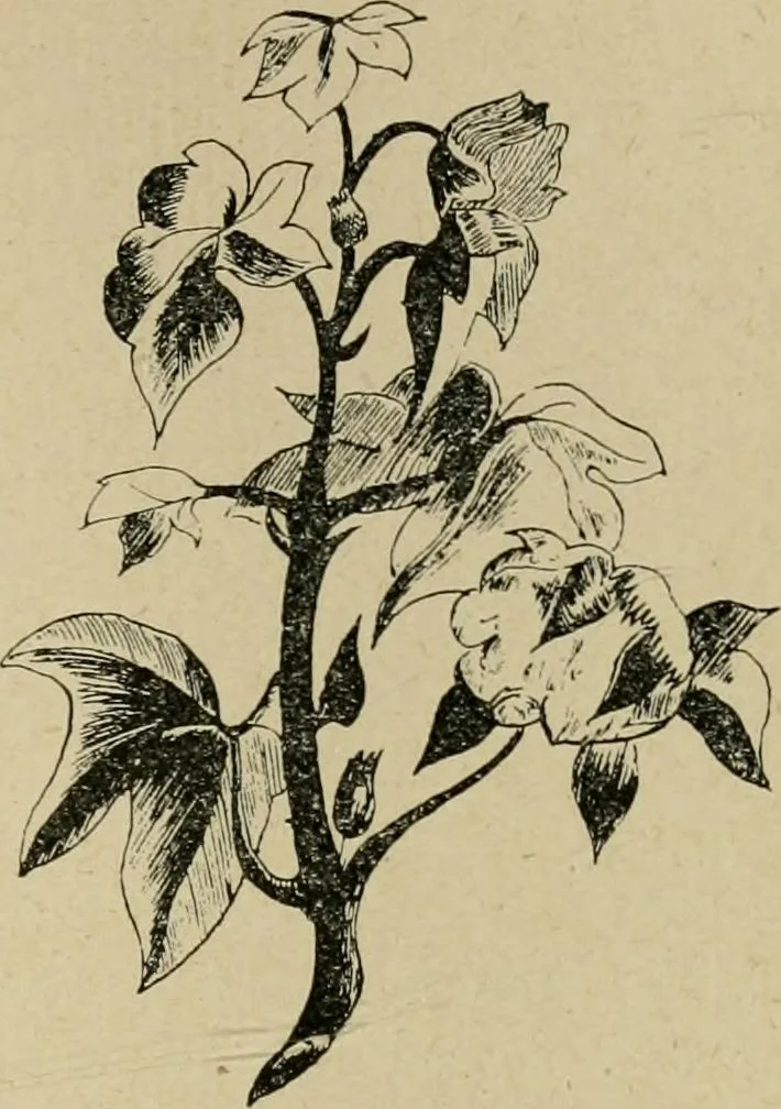 An illustration from La teinture du coton, 1912, leaf 120