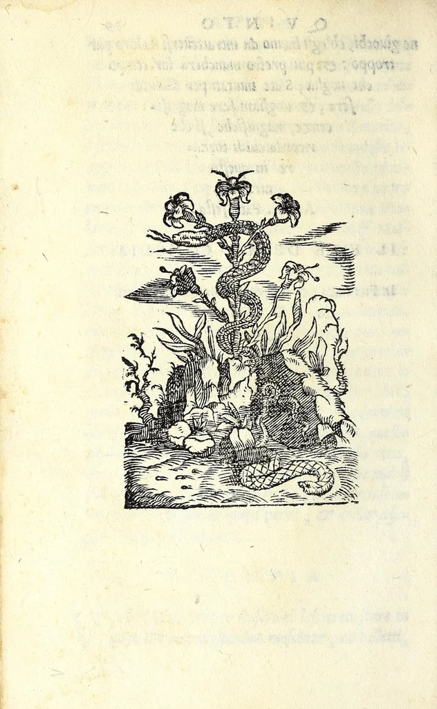 An illustration from La trinvtia : comedia, 1551, leaf 86