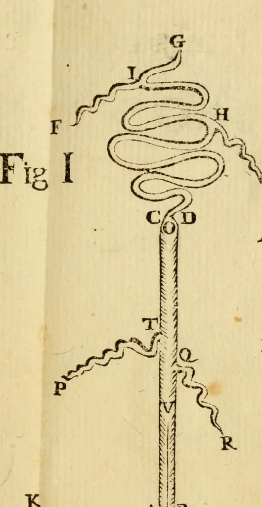 An illustration from Laurentii Bellini Opuscula aliquot Ad Archibaldum Pitcarnium Professorem Lugduno-Batavum, 1695, leaf 246