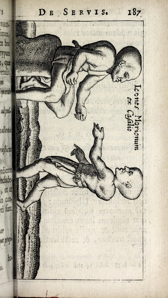 An illustration from Laurentii Pignorii Patavini De servis, & eorum apud veteres ministeriis, commentarius : in quo familia, tum urbana, tum rustica, ordine producitur & illustratur, 1674, leaf 239