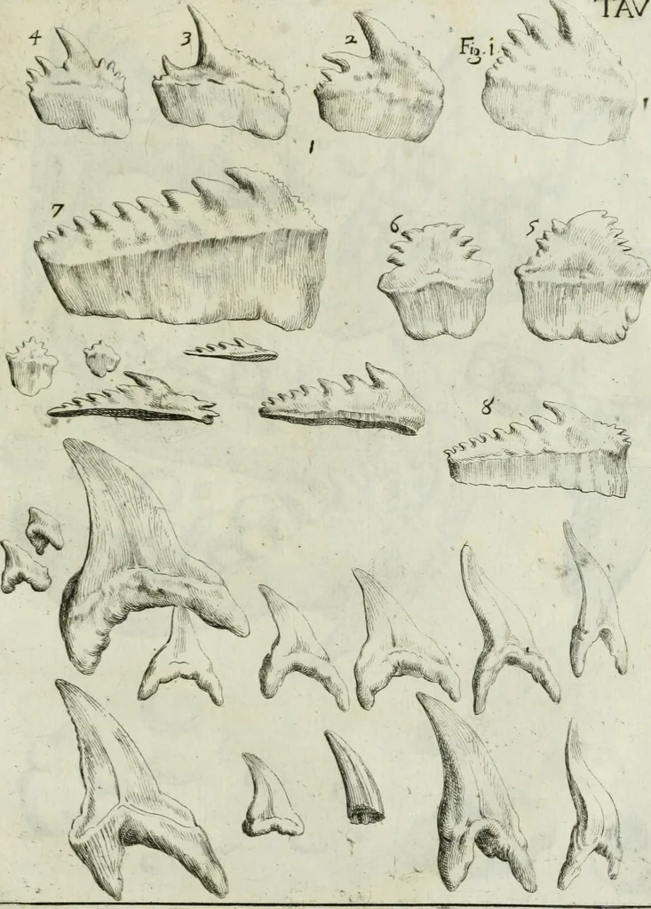 An illustration from La vana speculazione disingannata dal senso : lettera risponsiua circa i corpi marini, che petrificati si trouano in varij luoghi terrestri / di Agostino Scilla .., 1670, leaf 182