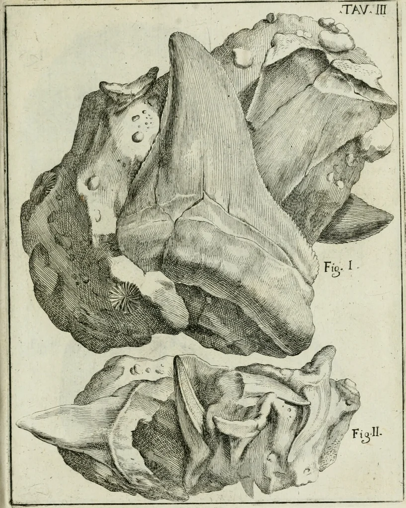 An illustration from La vana speculazione disingannata dal senso : lettera risponsiua circa i corpi marini, che petrificati si trouano in varij luoghi terrestri / di Agostino Scilla .., 1670, leaf 186