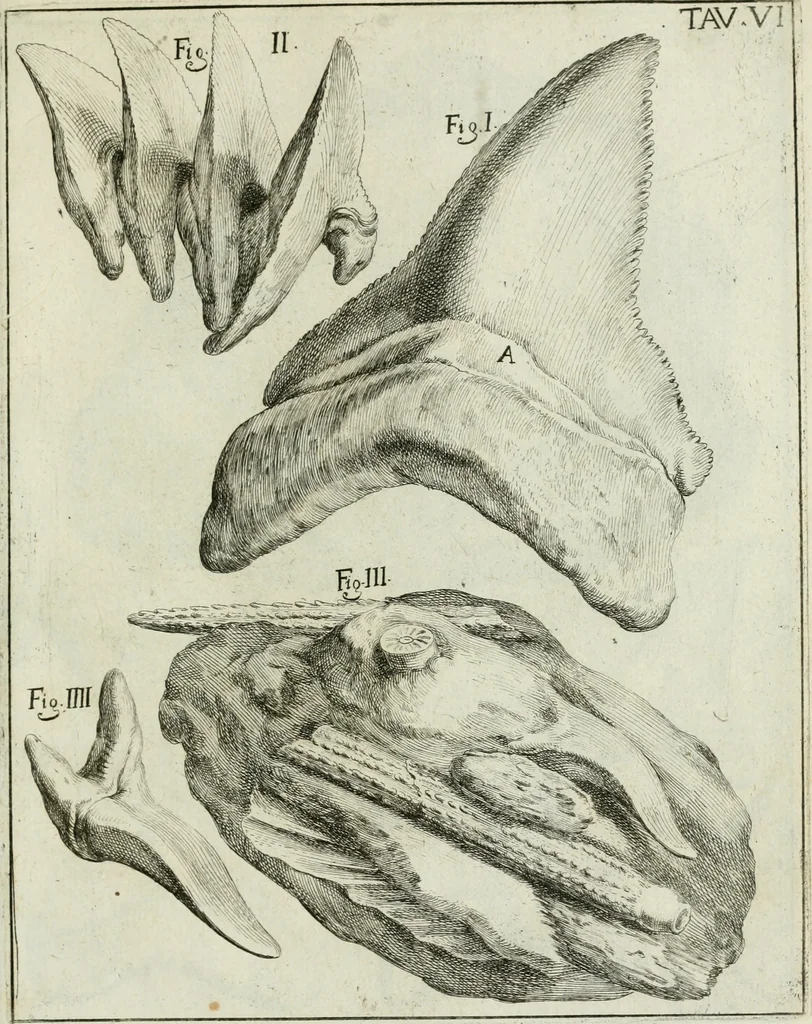 An illustration from La vana speculazione disingannata dal senso : lettera risponsiua circa i corpi marini, che petrificati si trouano in varij luoghi terrestri / di Agostino Scilla .., 1670, leaf 192