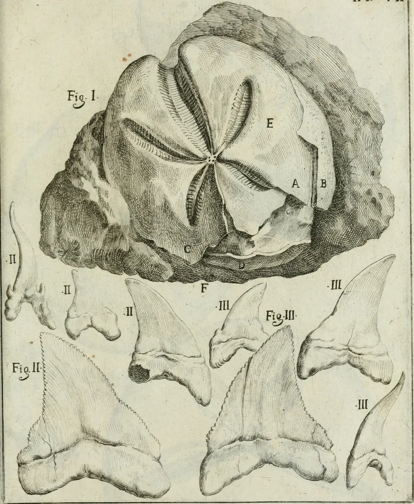 An illustration from La vana speculazione disingannata dal senso : lettera risponsiua circa i corpi marini, che petrificati si trouano in varij luoghi terrestri / di Agostino Scilla .., 1670, leaf 194