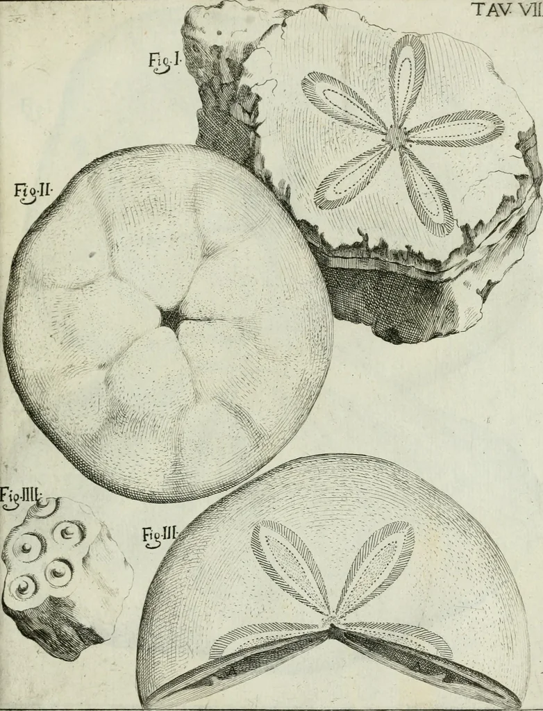 An illustration from La vana speculazione disingannata dal senso : lettera risponsiua circa i corpi marini, che petrificati si trouano in varij luoghi terrestri / di Agostino Scilla .., 1670, leaf 196