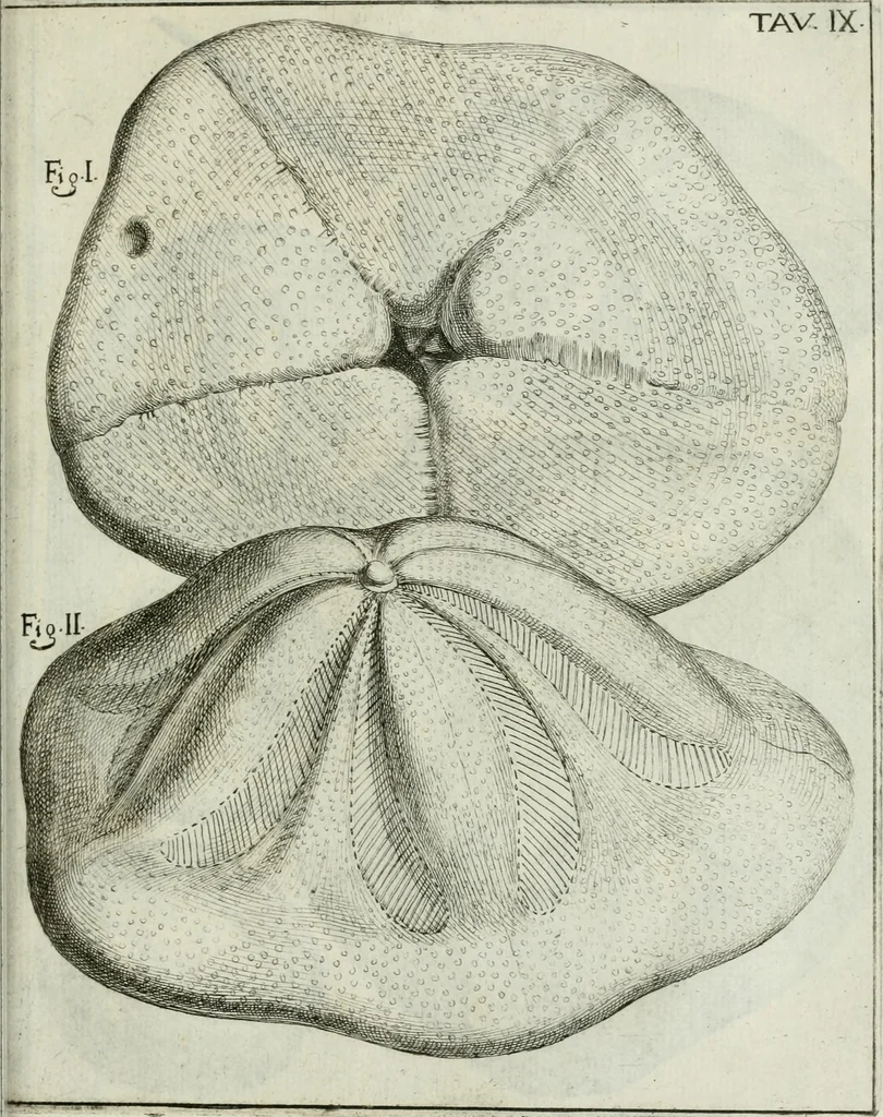An illustration from La vana speculazione disingannata dal senso : lettera risponsiua circa i corpi marini, che petrificati si trouano in varij luoghi terrestri / di Agostino Scilla .., 1670, leaf 198