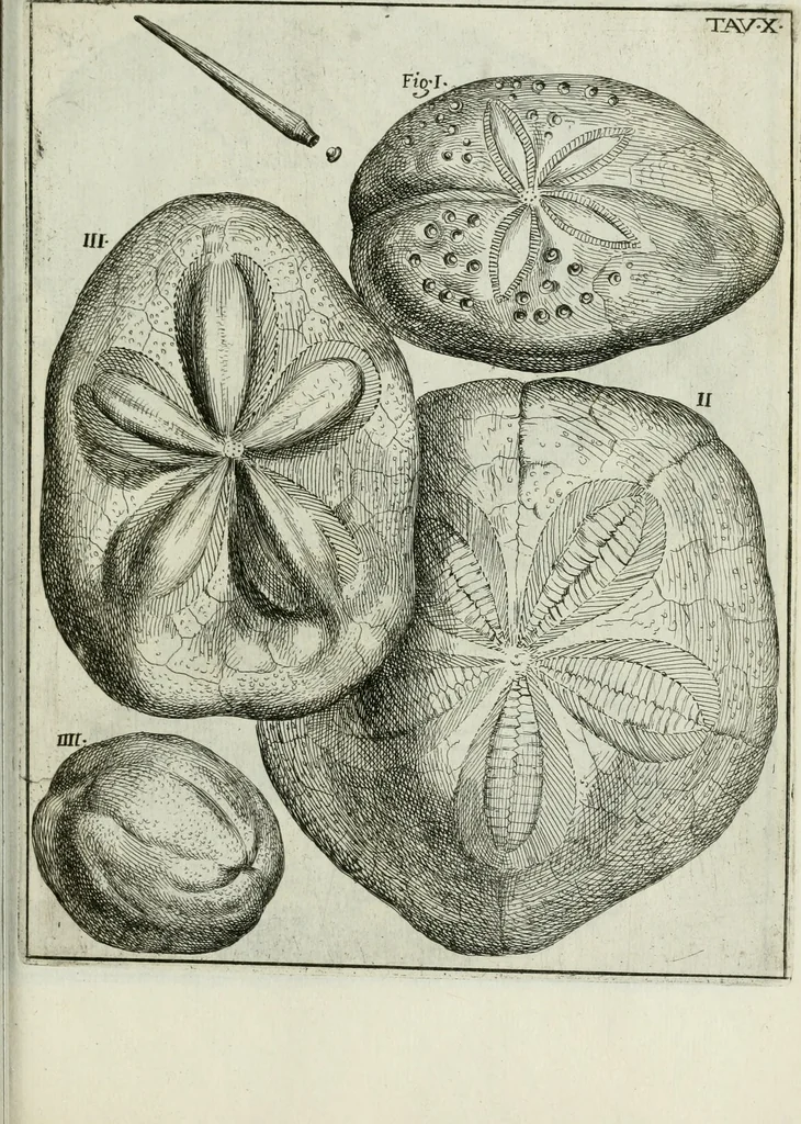 An illustration from La vana speculazione disingannata dal senso : lettera risponsiua circa i corpi marini, che petrificati si trouano in varij luoghi terrestri / di Agostino Scilla .., 1670, leaf 200