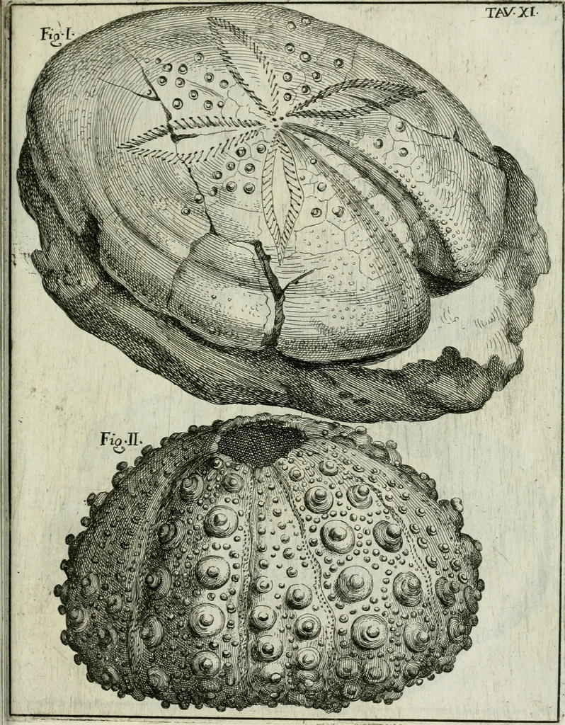 An illustration from La vana speculazione disingannata dal senso : lettera risponsiua circa i corpi marini, che petrificati si trouano in varij luoghi terrestri / di Agostino Scilla .., 1670, leaf 202