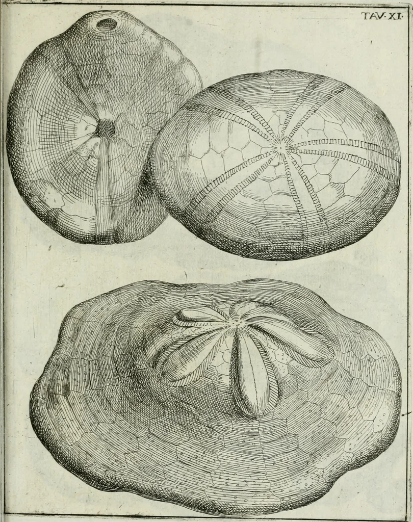 An illustration from La vana speculazione disingannata dal senso : lettera risponsiua circa i corpi marini, che petrificati si trouano in varij luoghi terrestri / di Agostino Scilla .., 1670, leaf 204