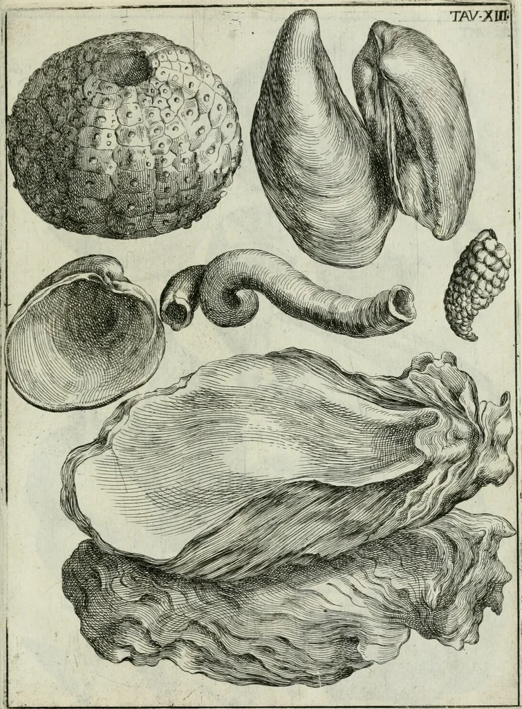 An illustration from La vana speculazione disingannata dal senso : lettera risponsiua circa i corpi marini, che petrificati si trouano in varij luoghi terrestri / di Agostino Scilla .., 1670, leaf 208