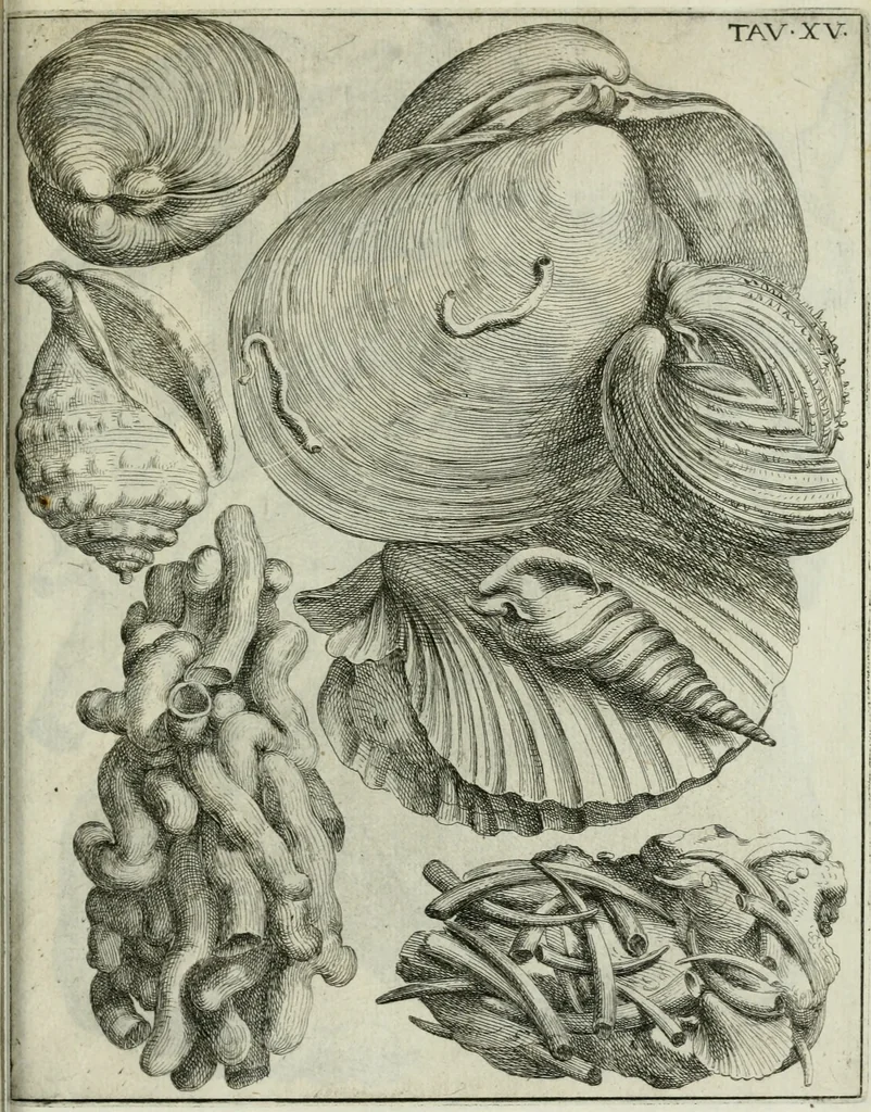 An illustration from La vana speculazione disingannata dal senso : lettera risponsiua circa i corpi marini, che petrificati si trouano in varij luoghi terrestri / di Agostino Scilla .., 1670, leaf 212