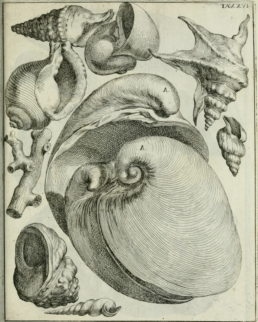 An illustration from La vana speculazione disingannata dal senso : lettera risponsiua circa i corpi marini, che petrificati si trouano in varij luoghi terrestri / di Agostino Scilla .., 1670, leaf 214
