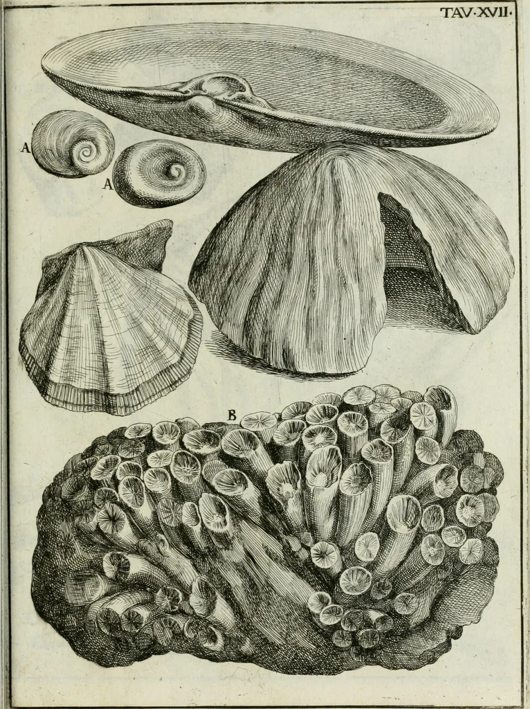 An illustration from La vana speculazione disingannata dal senso : lettera risponsiua circa i corpi marini, che petrificati si trouano in varij luoghi terrestri / di Agostino Scilla .., 1670, leaf 216