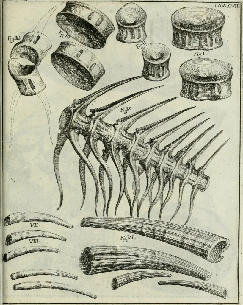 An illustration from La vana speculazione disingannata dal senso : lettera risponsiua circa i corpi marini, che petrificati si trouano in varij luoghi terrestri / di Agostino Scilla .., 1670, leaf 220