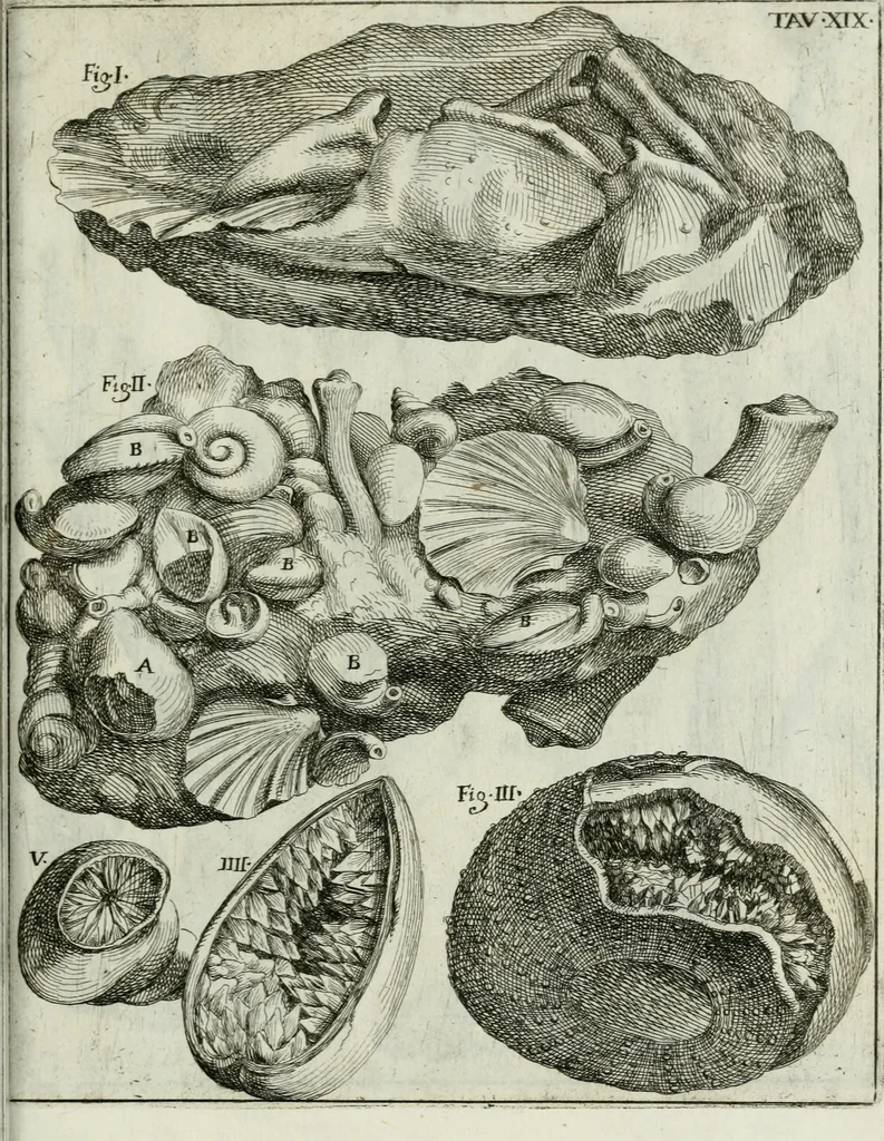 An illustration from La vana speculazione disingannata dal senso : lettera risponsiua circa i corpi marini, che petrificati si trouano in varij luoghi terrestri / di Agostino Scilla .., 1670, leaf 222