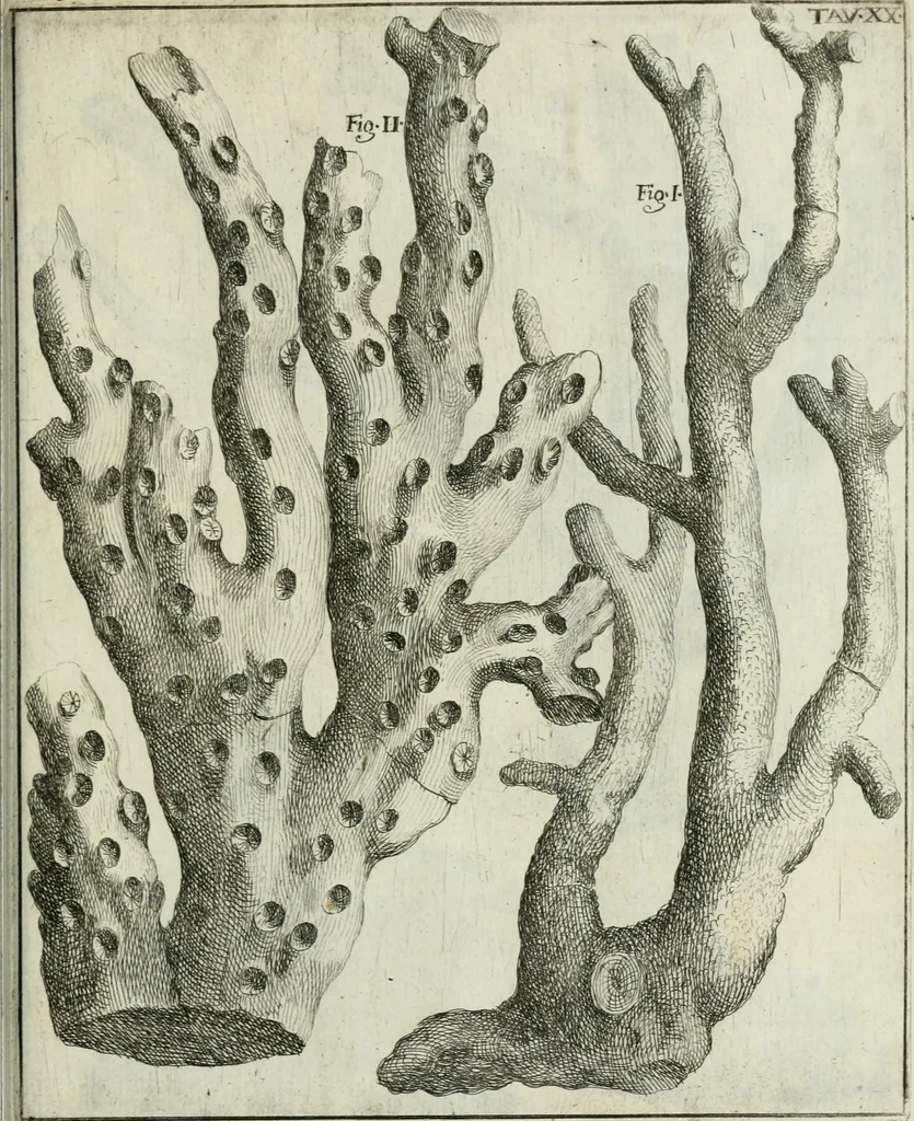 An illustration from La vana speculazione disingannata dal senso : lettera risponsiua circa i corpi marini, che petrificati si trouano in varij luoghi terrestri / di Agostino Scilla .., 1670, leaf 224