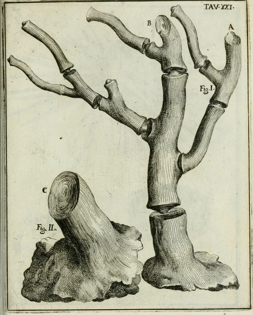 An illustration from La vana speculazione disingannata dal senso : lettera risponsiua circa i corpi marini, che petrificati si trouano in varij luoghi terrestri / di Agostino Scilla .., 1670, leaf 226