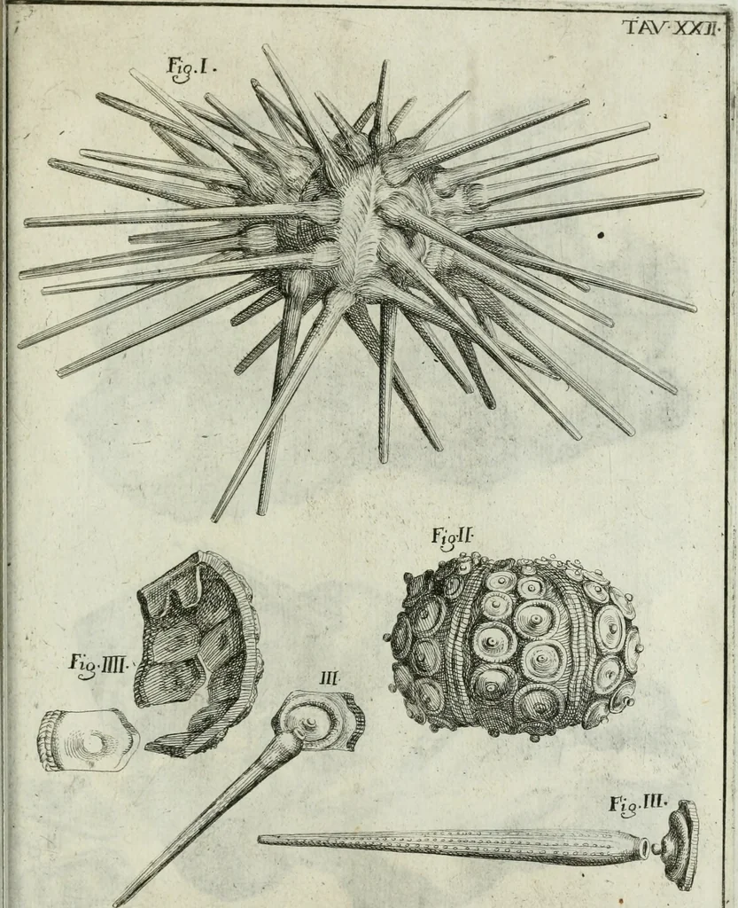 An illustration from La vana speculazione disingannata dal senso : lettera risponsiua circa i corpi marini, che petrificati si trouano in varij luoghi terrestri / di Agostino Scilla .., 1670, leaf 228