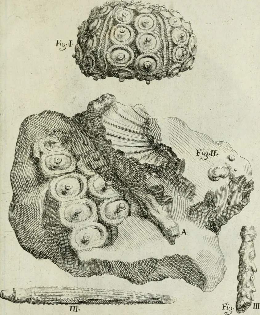An illustration from La vana speculazione disingannata dal senso : lettera risponsiua circa i corpi marini, che petrificati si trouano in varij luoghi terrestri / di Agostino Scilla .., 1670, leaf 232