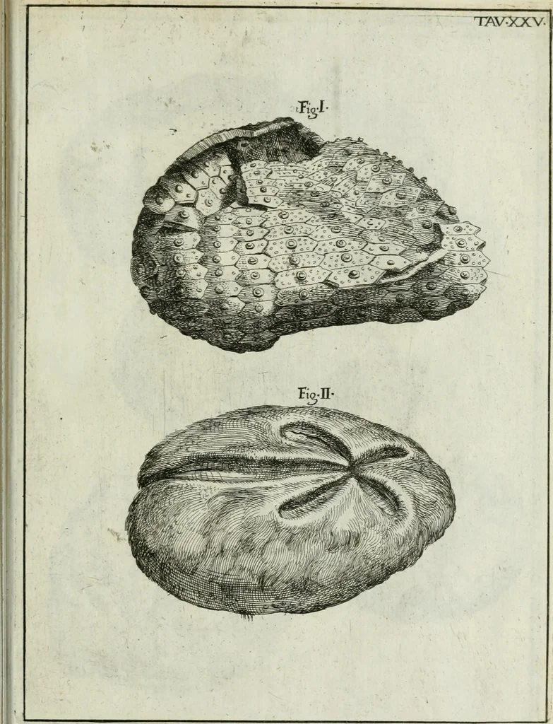 An illustration from La vana speculazione disingannata dal senso : lettera risponsiua circa i corpi marini, che petrificati si trouano in varij luoghi terrestri / di Agostino Scilla .., 1670, leaf 234