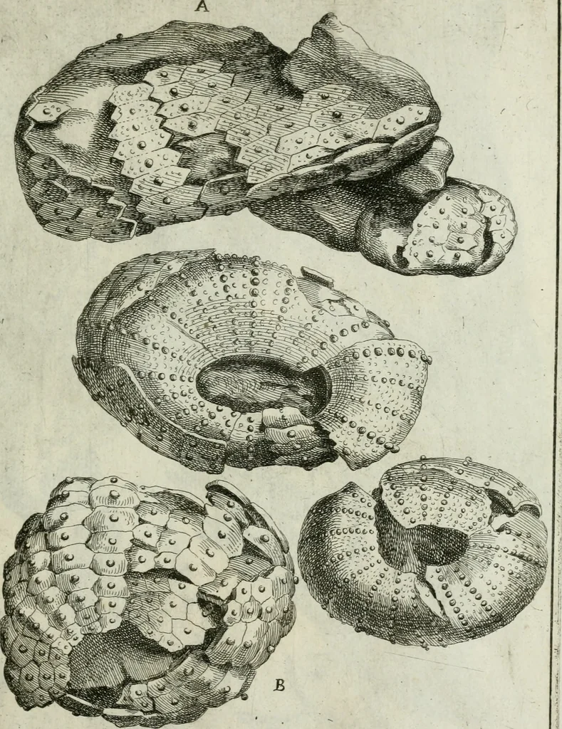 An illustration from La vana speculazione disingannata dal senso : lettera risponsiua circa i corpi marini, che petrificati si trouano in varij luoghi terrestri / di Agostino Scilla .., 1670, leaf 236