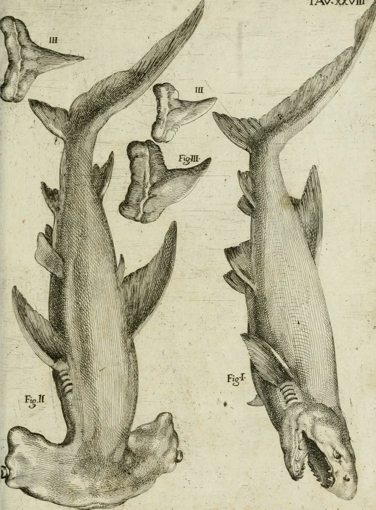 An illustration from La vana speculazione disingannata dal senso : lettera risponsiua circa i corpi marini, che petrificati si trouano in varij luoghi terrestri / di Agostino Scilla .., 1670, leaf 240