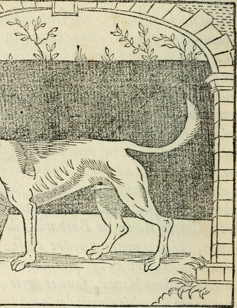 An illustration from La venerie de Jacques du Fouilloux, gentil-homme, seigneur dudit lieu, pays de Gastine, en Poitou; ... avec plusieurs receptes et remedes pour guerir les chiens de diverses maladies; plus, l'Adolescence de l'autheur, 1562, leaf 17