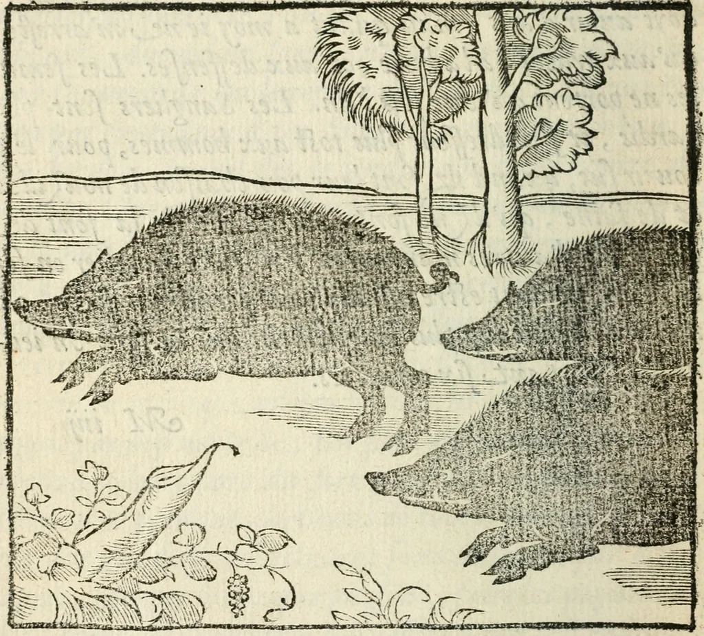 An illustration from La venerie de Jacques du Fouilloux, gentil-homme, seigneur dudit lieu, pays de Gastine, en Poitou; ... avec plusieurs receptes et remedes pour guerir les chiens de diverses maladies; plus, l'Adolescence de l'autheur, 1562, leaf 193