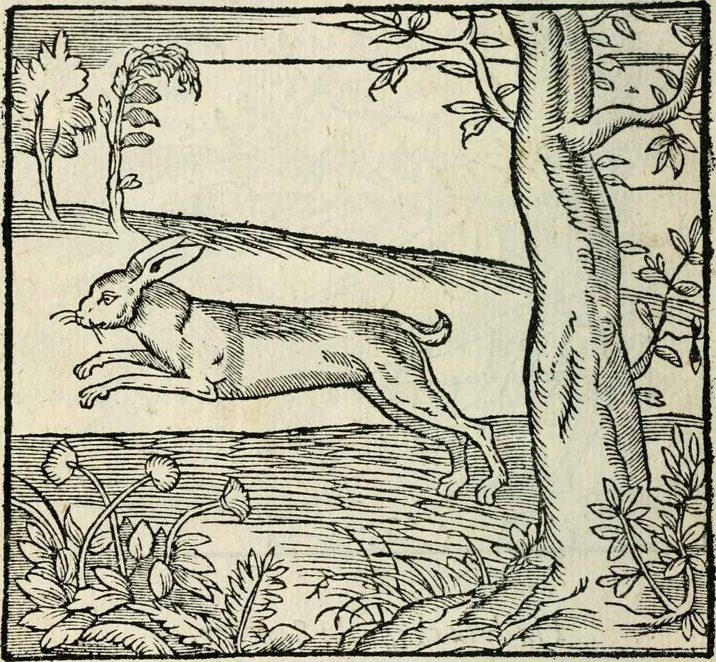 An illustration from La venerie de Jacques du Fouilloux, gentil-homme, seigneur dudit lieu, pays de Gastine, en Poitou; ... avec plusieurs receptes et remedes pour guerir les chiens de diverses maladies; plus, l'Adolescence de l'autheur, 1562, leaf 203