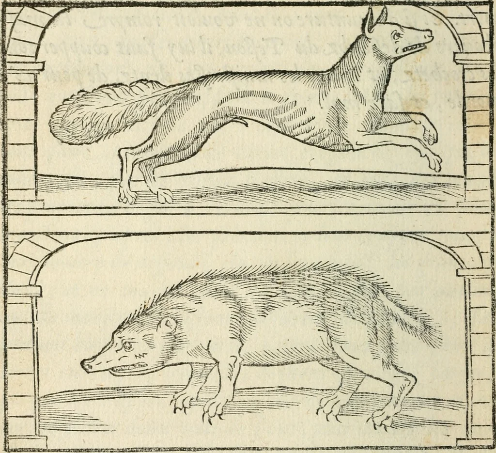 An illustration from La venerie de Jacques du Fouilloux, gentil-homme, seigneur dudit lieu, pays de Gastine, en Poitou; ... avec plusieurs receptes et remedes pour guerir les chiens de diverses maladies; plus, l'Adolescence de l'autheur, 1562, leaf 235