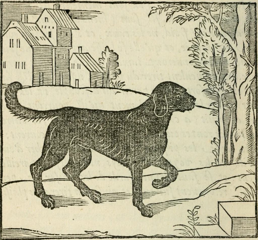 An illustration from La venerie de Jacques du Fouilloux, gentil-homme, seigneur dudit lieu, pays de Gastine, en Poitou; ... avec plusieurs receptes et remedes pour guerir les chiens de diverses maladies; plus, l'Adolescence de l'autheur, 1562, leaf 27