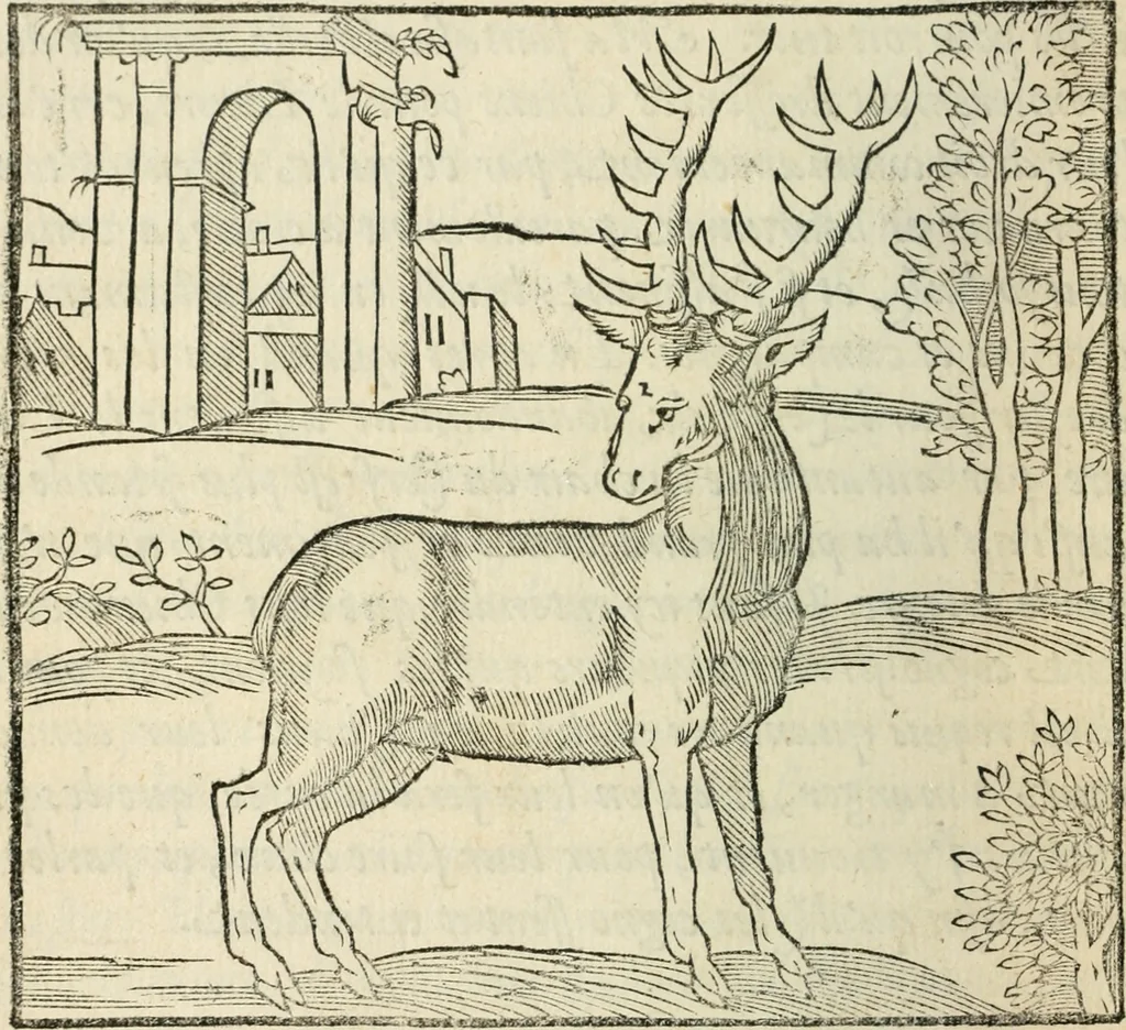 An illustration from La venerie de Jacques du Fouilloux, gentil-homme, seigneur dudit lieu, pays de Gastine, en Poitou; ... avec plusieurs receptes et remedes pour guerir les chiens de diverses maladies; plus, l'Adolescence de l'autheur, 1562, leaf 59