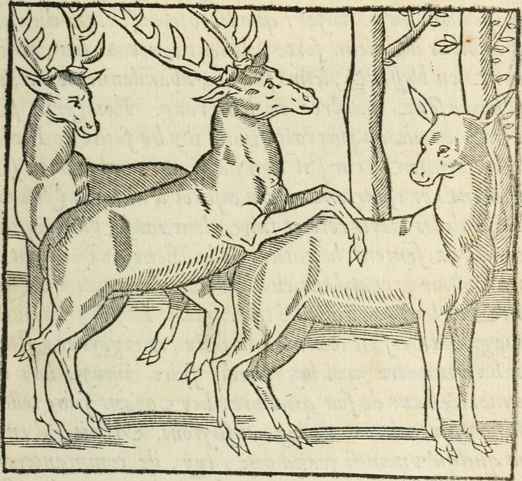 An illustration from La venerie de Jacques du Fouilloux, gentil-homme, seigneur dudit lieu, pays de Gastine, en Poitou; ... avec plusieurs receptes et remedes pour guerir les chiens de diverses maladies; plus, l'Adolescence de l'autheur, 1562, leaf 66