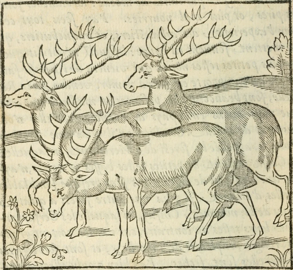 An illustration from La venerie de Jacques du Fouilloux, gentil-homme, seigneur dudit lieu, pays de Gastine, en Poitou; ... avec plusieurs receptes et remedes pour guerir les chiens de diverses maladies; plus, l'Adolescence de l'autheur, 1562, leaf 73