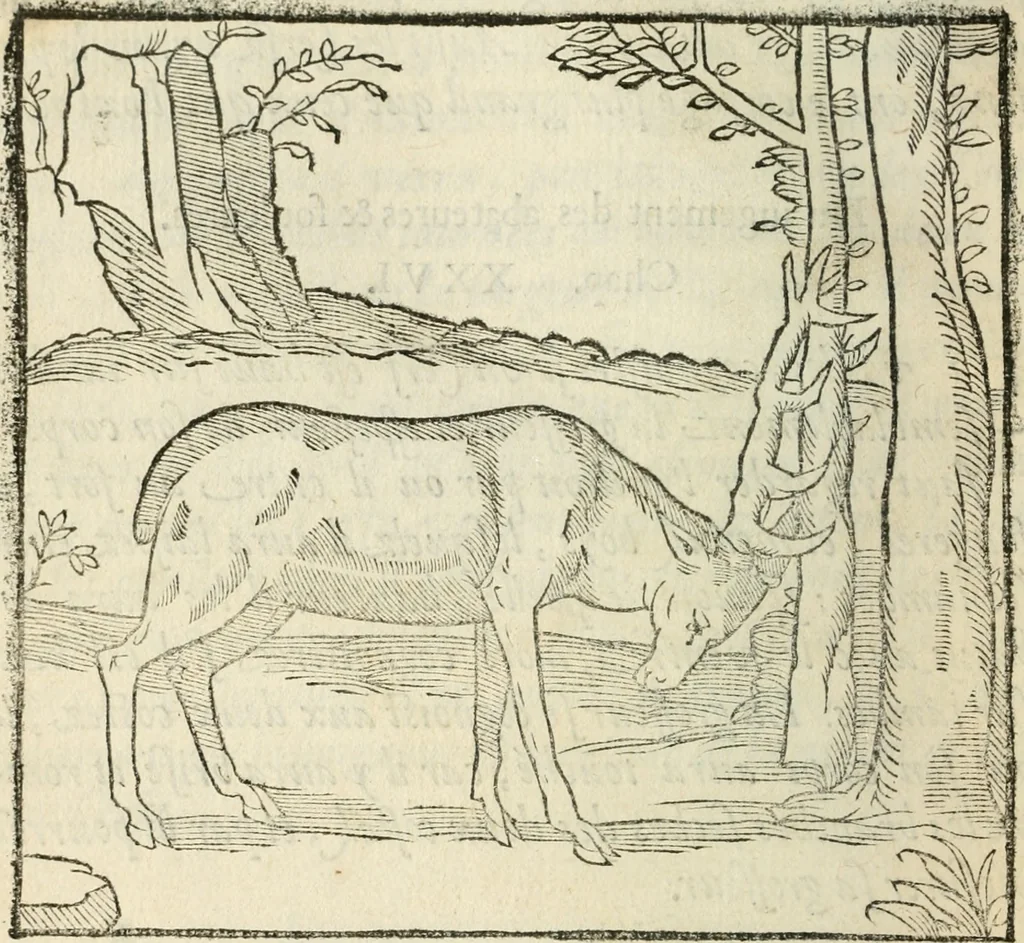 An illustration from La venerie de Jacques du Fouilloux, gentil-homme, seigneur dudit lieu, pays de Gastine, en Poitou; ... avec plusieurs receptes et remedes pour guerir les chiens de diverses maladies; plus, l'Adolescence de l'autheur, 1562, leaf 93