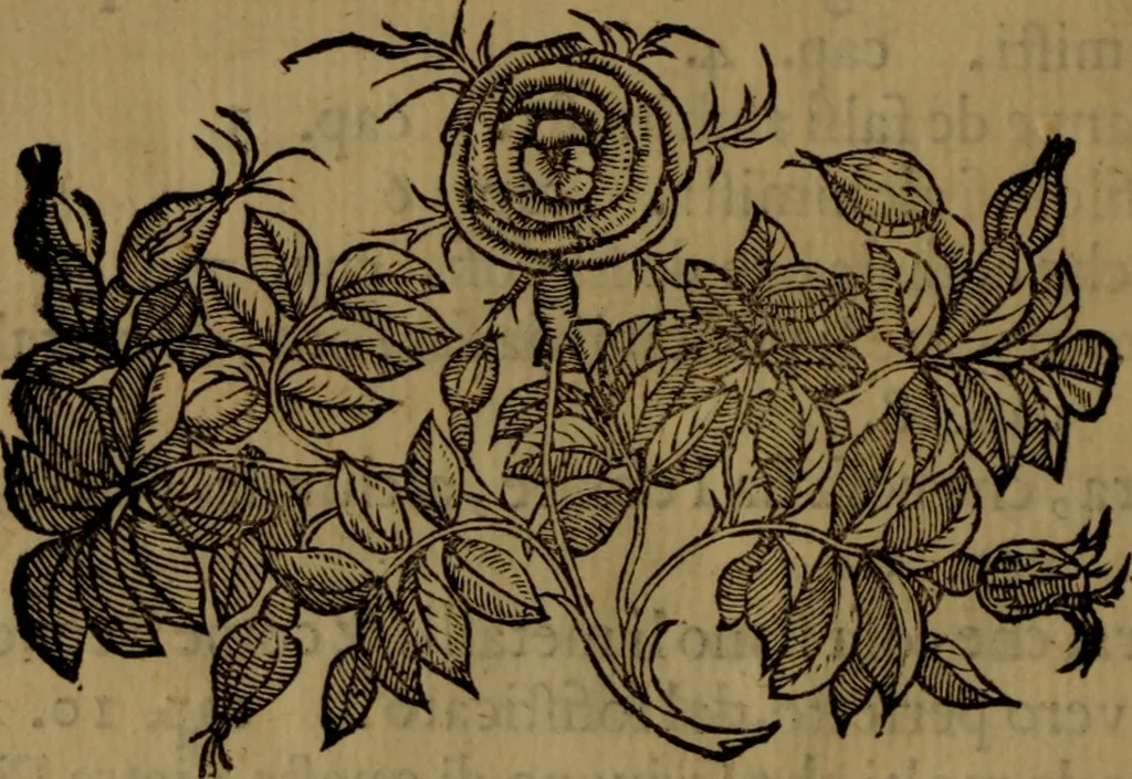 An illustration from La vera dichiaratione di tutte le metafore, similitudini, & enimmi de gl'antichi filosofi alchimisti, tanto caldei & arabi, come greci & latini, vsati da loro nella descrittione, & compositione dell' oro potabile, elissire della vita, quinta essenza, & lapis filosofico : oue con vn breve discorso della generatione de i metalli, & quasi di tutte l'opere di natura, secondo i principij della filosofia, si mostra l'errore, & ignoranza (per non dir l'inganno) di tutti gl'alchimisti moderni, 1587, leaf 259