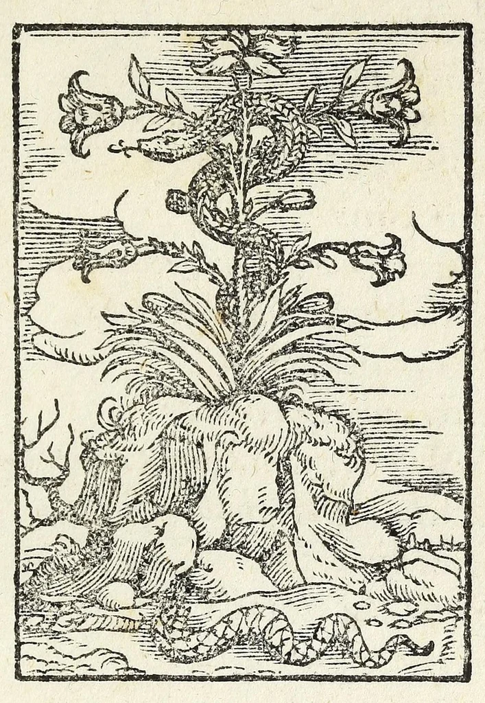 An illustration from La vita di san Zanobi cittadino et vescouo fiorentino, 1559, leaf 109