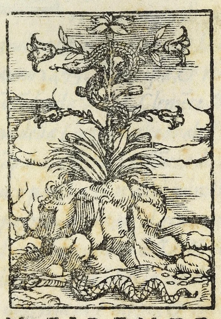 An illustration from La vita di san Zanobi cittadino et vescouo fiorentino, 1559, leaf 3