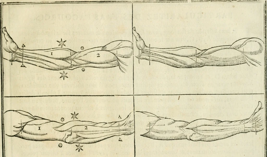 An illustration from La vraye science de la pourtraicture, 1671, leaf 36